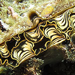 Pinna nobilis